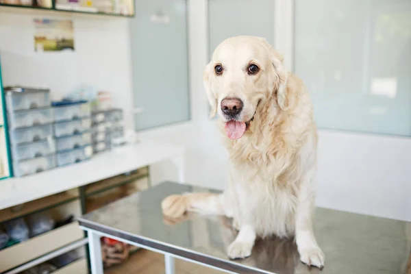 Bílé nadýchané labrador — Stock fotografie