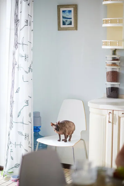 Кошка-сфинкс сидит на белом столе — стоковое фото