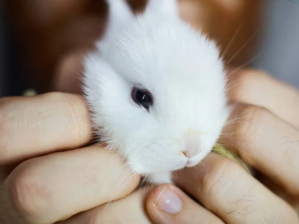 Mänskliga håller baby-bunny — Stockfoto