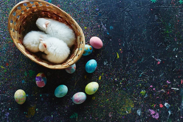 Three small dwarf rabbits — Stock Photo, Image