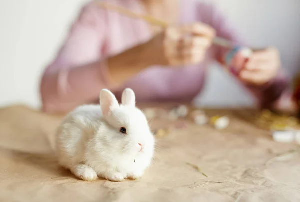 Small white fluffy animal — Stock Photo, Image