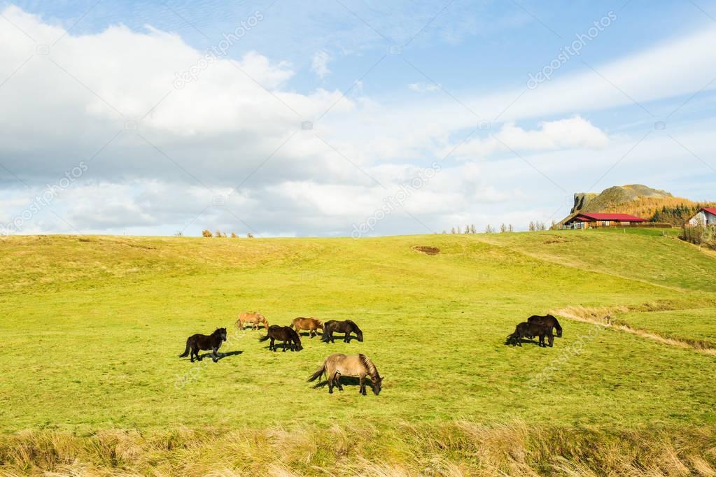 Herd of horses grazing