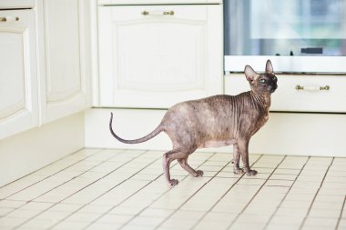 Hamile Sphynx kedi ayakta 