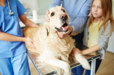 Adam açılış ağız labrador 