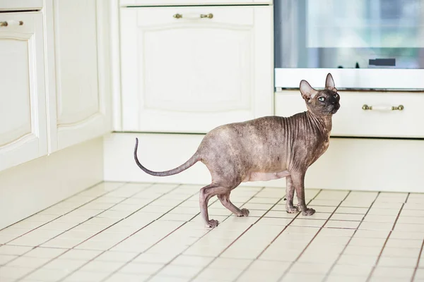 Вагітна Сфінкс кішка стоїть — стокове фото
