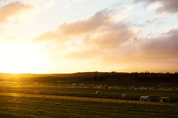 Herd van schapenweiden — Stockfoto