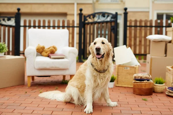 Golden retriever köpeği — Stok fotoğraf