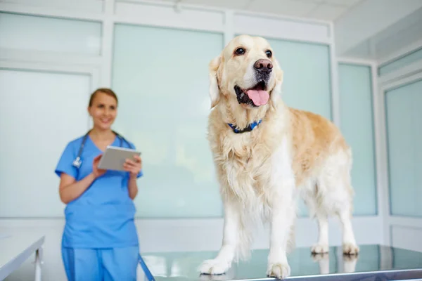 Recuperador de pie en la mesa del veterinario —  Fotos de Stock