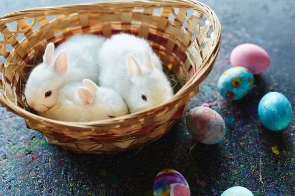 White rabbits in basket — Stock Photo, Image