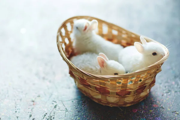 Three cute Easter bunnies — Stock Photo, Image