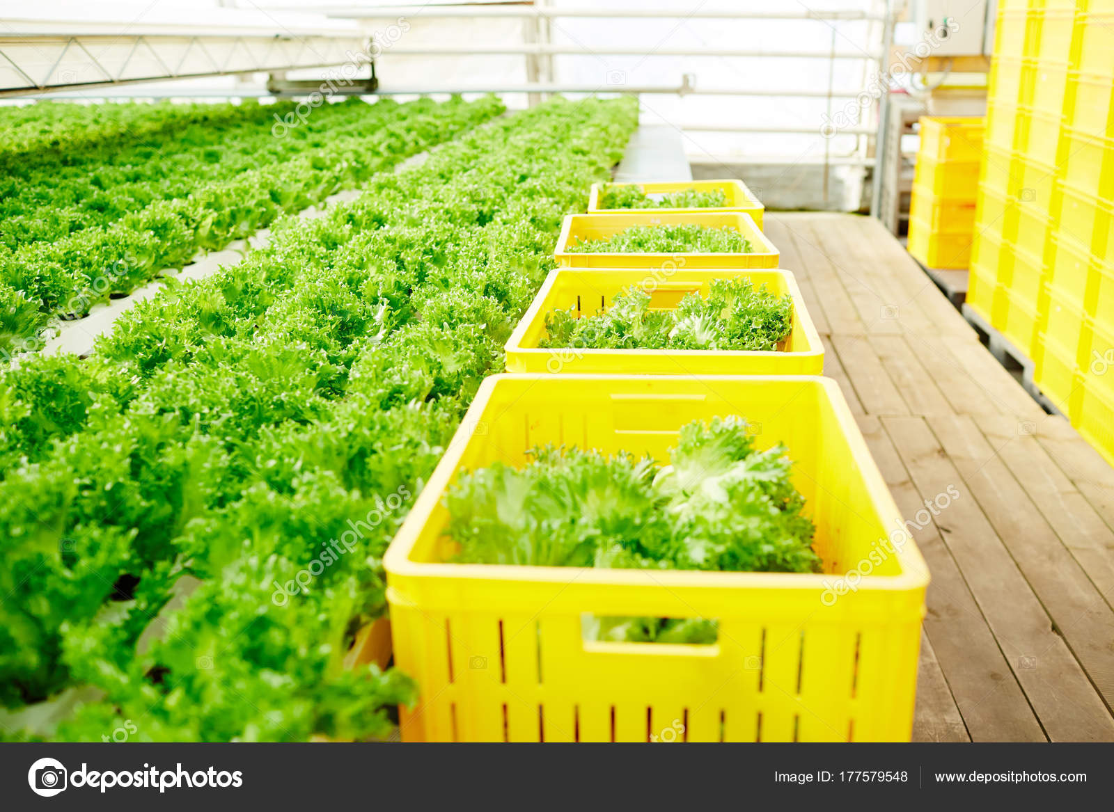 Bio Food Growing Greenhouse Some Plastic Farm Baskets Fresh Lettuce Bio Food Growing Greenhouse Some Plastic Farm Baskets Fresh Lettuce Stock Photo