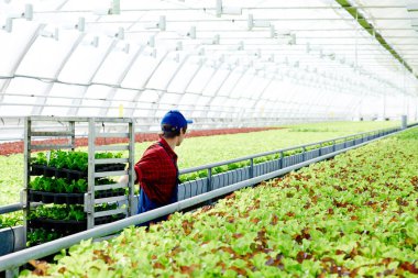 İşçi yürüyüş boyunca marul büyüyen ve yeni bir tür bitki fidan çekerek sera