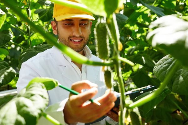 Mosolygó Szakállas Mezőgazdasági Termelő Nézi Kis Gyümölcs Uborka Növény Büszkeséggel — Stock Fotó
