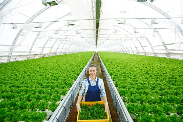 Junge Frau Uniform Trägt Karton Mit Frisch Gepflücktem Salat Für — Stockfoto
