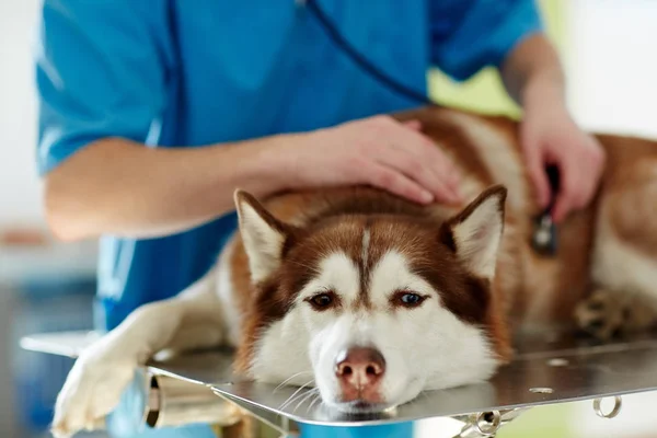 Perro husky enfermo — Foto de Stock