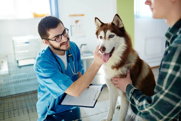 Šťastný Lékař Při Pohledu Jeho Husky Pacienta Plnohodnotným Vlastníkem Poblíž — Stock fotografie