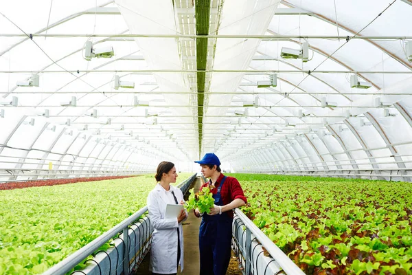 Agro Mérnöki Személyzet Rendelkező Vita Fajta Növények Tágas Üvegházhatású — Stock Fotó