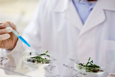 Tanınmayan biyolog Petri kabına için fidan içeren sıvı eklemek için pipet kullanarak beyaz ceket ve lastik eldiven giyen yakın çekim shot