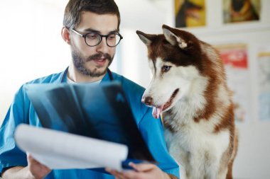 Veteriner gösteren x-ray görüntü onun hasta için