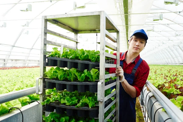 Молодий Агроінженер Штовхає Візок Розсадою Зеленого Салату Невеликих Горщиках — стокове фото
