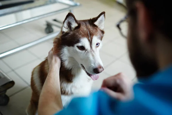 Adorable Husky Visite Vétérinaire Clinicien — Photo