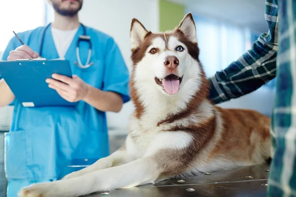 Chien Husky Couché Sur Une Table Vétérinaire Avec Médecin Maître — Photo