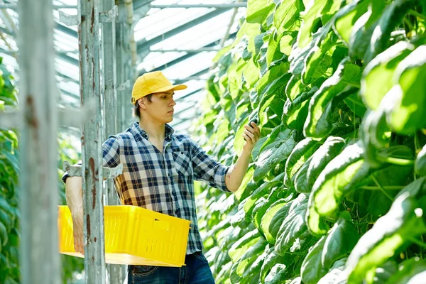 Profile View Handsome Young Farmer Wearing Checked Shirt Harvesting Crops — Stock Photo, Image