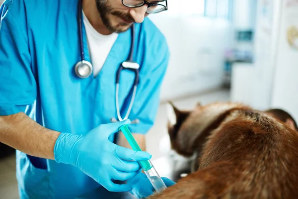 Врач Исцеляет Больную Собаку Ветеринарной Клинике — стоковое фото