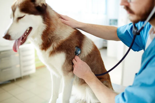 Unga Vet Att Undersöka Hundspannsutflykter Med Stetoskop — Stockfoto