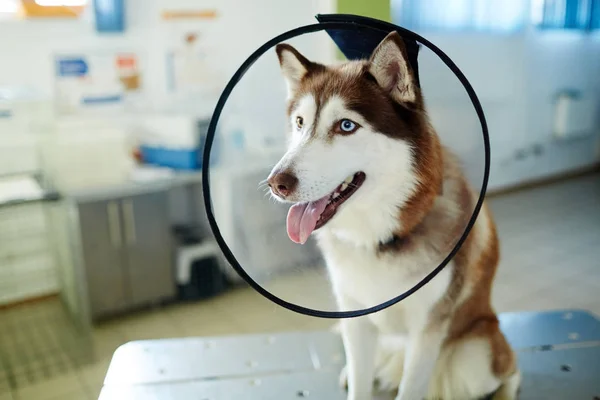 Chien Husky Avec Collier Entonnoir Pendant Visite Chez Vétérinaire — Photo