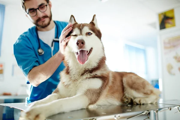 Veterinarian Cuddling Husky Dog Clinics — Stock Photo, Image