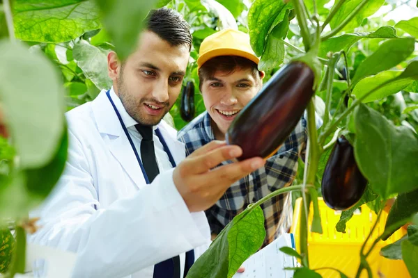 Fröhliche Junge Treibhausarbeiter Blicken Bei Der Inspektion Stolz Auf Reife — Stockfoto