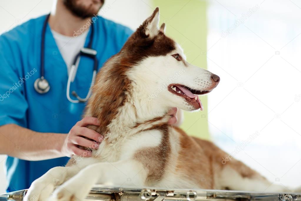 Patient of vet