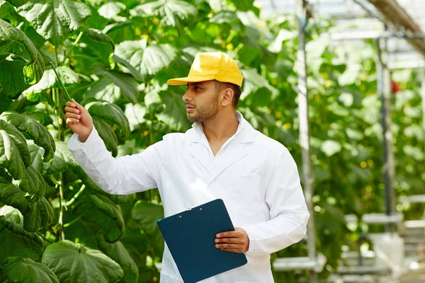 Young Bearded Greenhouse Worker Analyzing Fruit Quality Cucumber Plant While — Stock Photo, Image