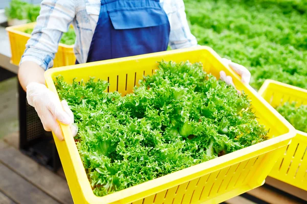Friss Zöld Saláta Modern Mezőgazdasági Termelő Által Tartott Sárga Műanyag — Stock Fotó