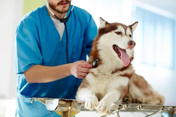 Cute Dog Lying Table Medical Examination — Stock Photo, Image