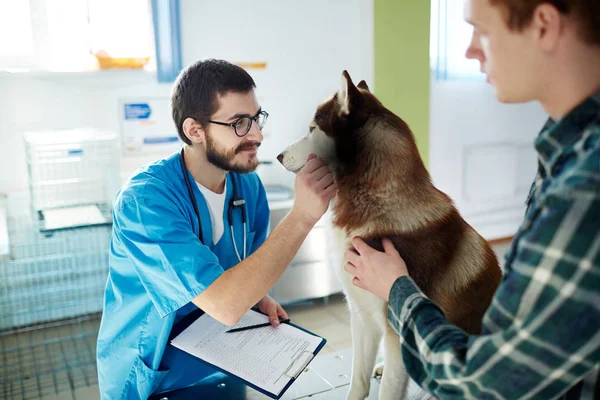 Clínico Veterinário Abraçando Cão Husky Durante Tratamento Médico — Fotografia de Stock