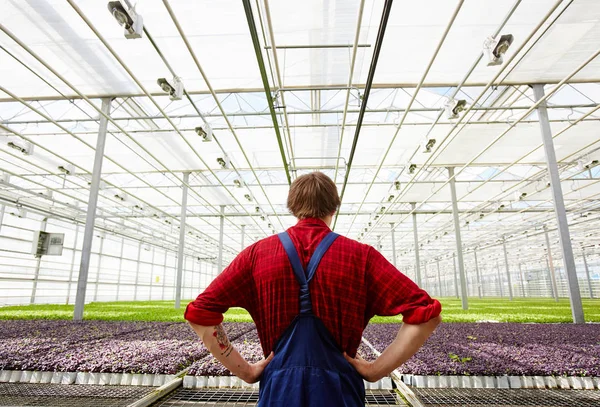 Achteraanzicht Van Jonge Landbouwer Gewassen Kas Kijken — Stockfoto