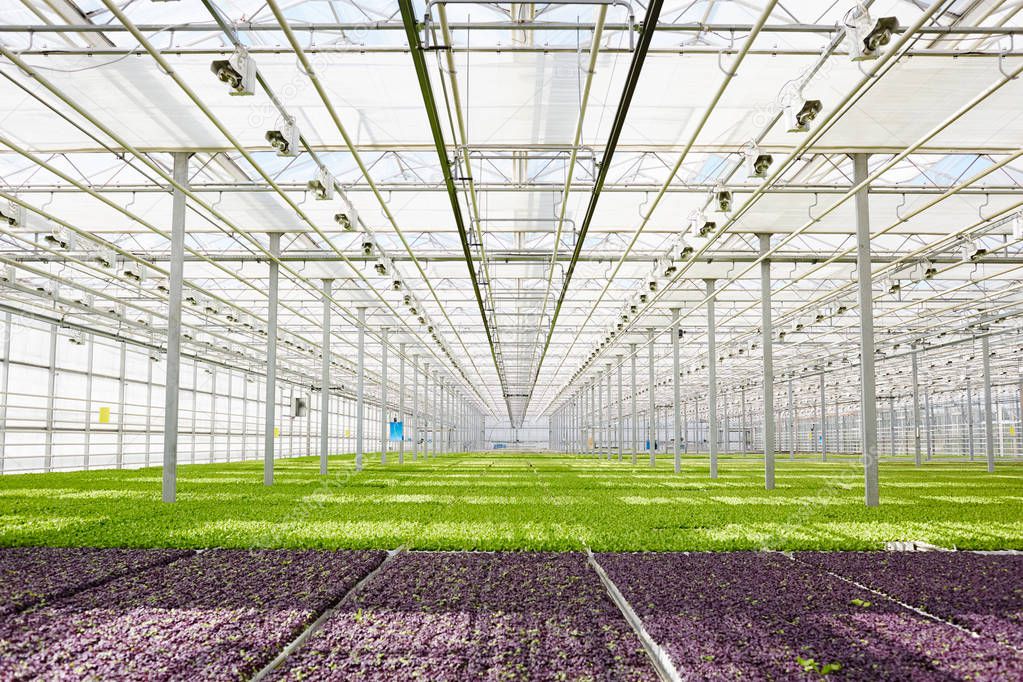 Large glasshouse with healthy soil and green seedlings growing inside