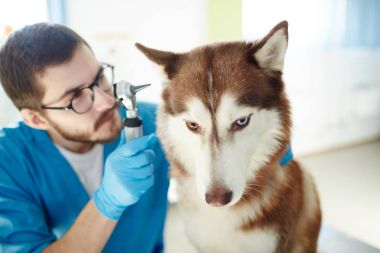 Evde beslenen hayvan doktor husky köpek kulaklarına kadar kontrol