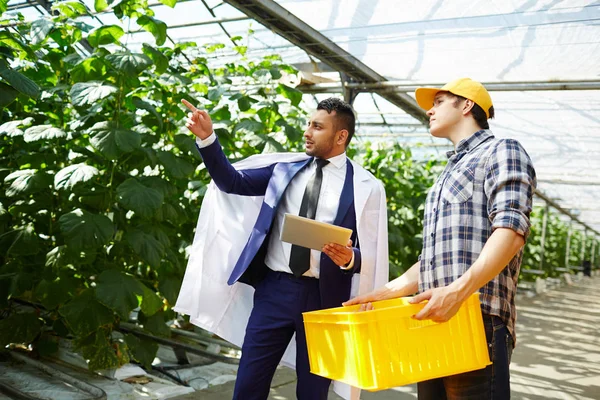 Bearded Inspector Wearing Suit White Coat Asking Question Young Greenhouse — Stock Photo, Image