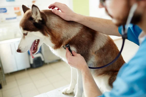 Vétérinaire Examinant Chien Husky Sibérien Avec Stéthoscope — Photo