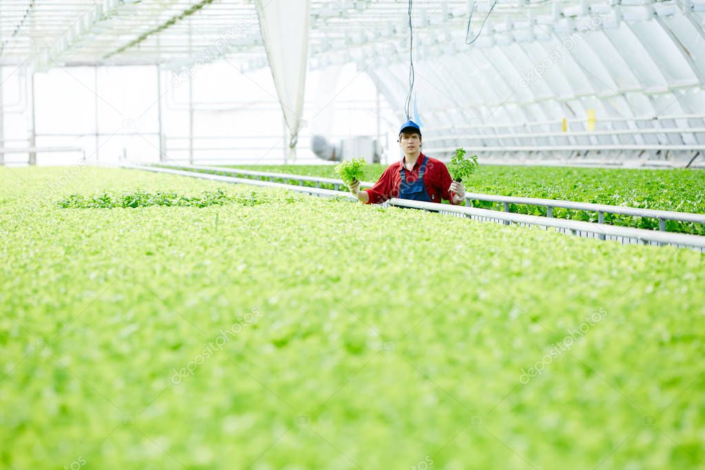 Young agricultural specialist holding two bunches of fresh lettuce grown in his greenhouse