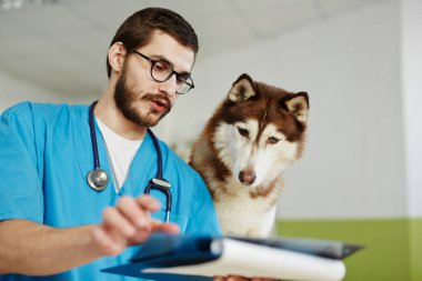 Kabarık hasta x-ray görüntü bakıldığında veteriner tarafından tarihlerinde
