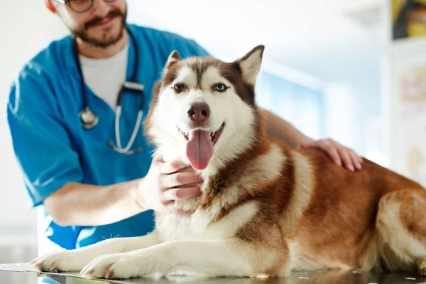 Söt Siberian Husky Hunden Undersökning Vet Klinik — Stockfoto