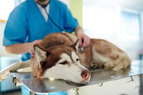 Sad dog — Stock Photo, Image