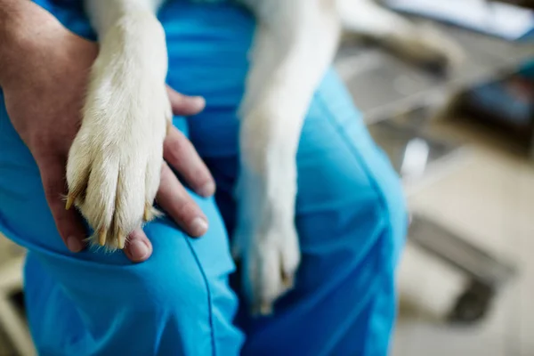 獣医師の手に犬の前足 — ストック写真