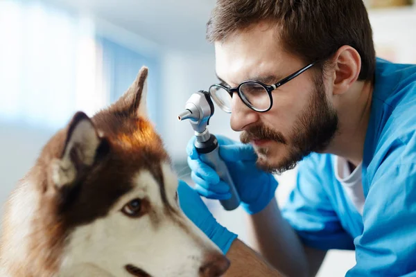 Médico Revisando Oídos Husky Con Dispositivo Médico Especial — Foto de Stock