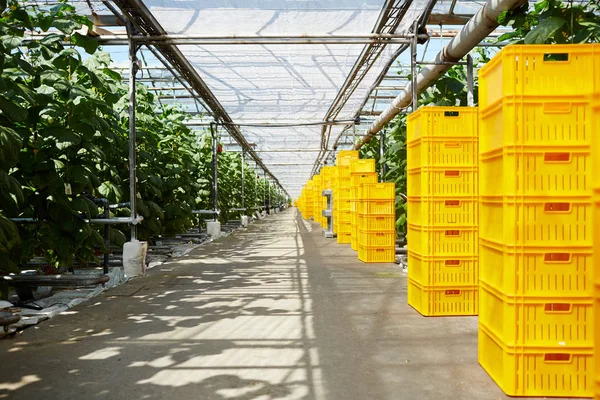 Στοίβες Από Κίτρινα Πλαίσια Στέκεται Κατά Μήκος Φυτεία Ντομάτας Θερμοκήπιο — Φωτογραφία Αρχείου