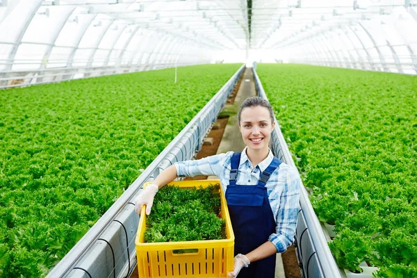 Muito Jovem Agricultor Caixa Transporte Uniforme Com Alface Fresca Para — Fotografia de Stock